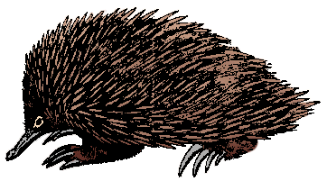 Illustration of echidna