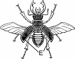 Illustration of elytron