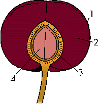 Illustration of endocarp
