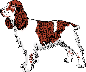 Illustration of <span class=syl>english cocker spaniel</span>