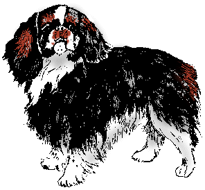 Illustration of english toy spaniel