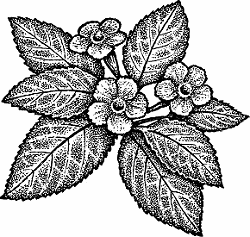 Illustration of episcia