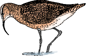 Illustration of eskimo curlew