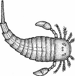 Illustration of eurypterid