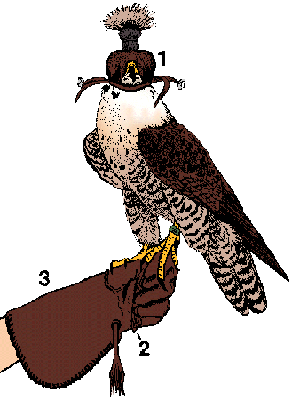 Illustration of falcon