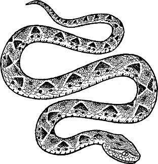 Illustration of fer-de-lance