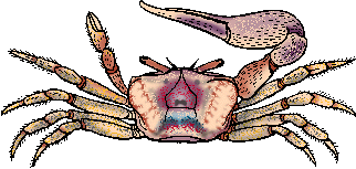 Illustration of fiddler crab
