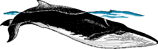Illustration of fin whale