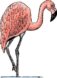 Illustration of flamingo