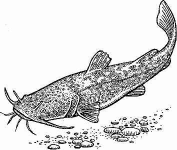 Illustration of flathead catfish
