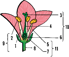 Illustration of flower