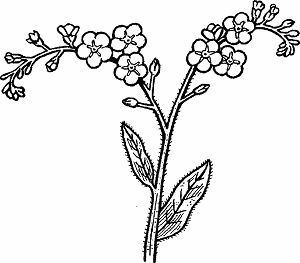 Illustration of forget-me-not
