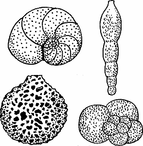 Illustration of foraminifer