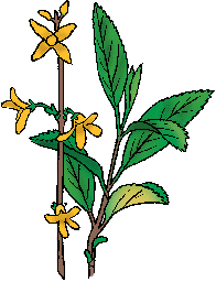 Illustration of forsythia