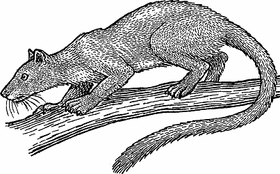 Illustration of fossa