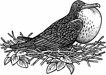 Illustration of frigate bird
