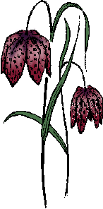 Illustration of fritillaria