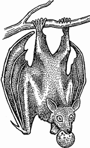 Illustration of fruit bat
