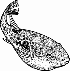 Illustration of fugu