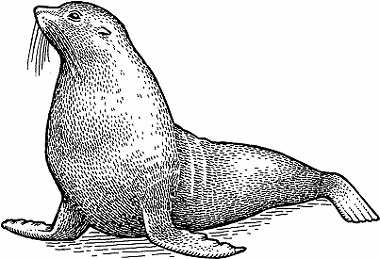 Illustration of fur seal