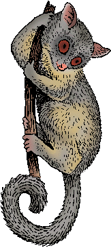 Illustration of galago