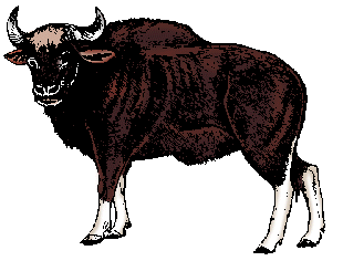 Illustration of gaur
