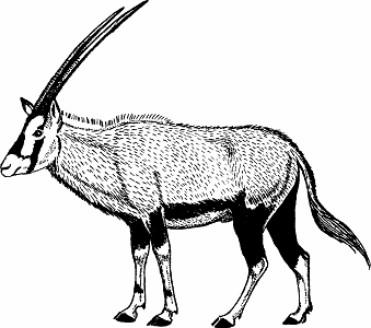 Illustration of gemsbok