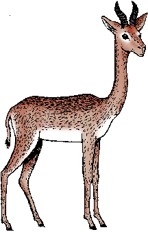 Illustration of gerenuk