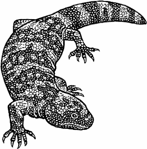 Illustration of gila monster