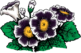 Illustration of gloxinia