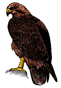 Illustration of golden eagle