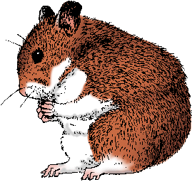 Illustration of golden hamster