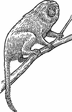 Illustration of golden lion tamarin