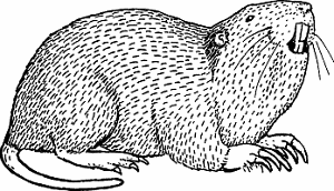 Illustration of gopher