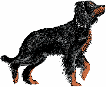 Illustration of gordon setter