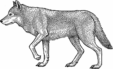 Illustration of gray wolf