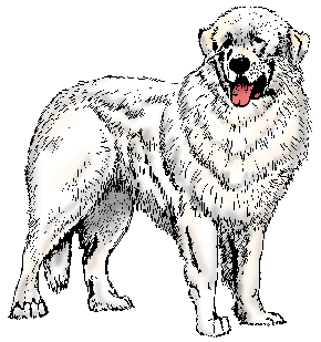 Illustration of great pyrenees