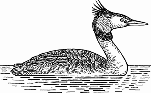 Illustration of grebe
