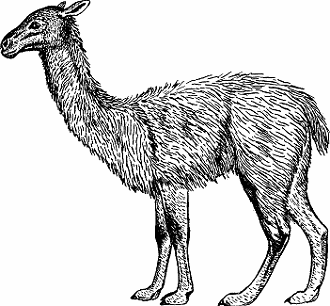 Illustration of guanaco