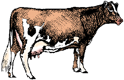 Illustration of guernsey