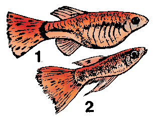 Illustration of guppy