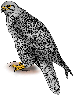 Illustration of gyrfalcon