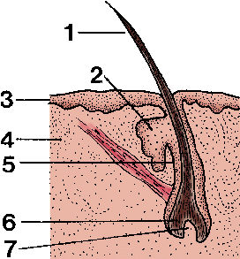 Illustration of hair