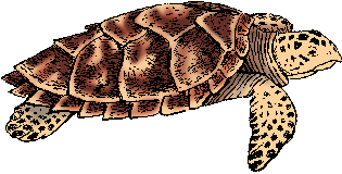 Illustration of hawksbill turtle