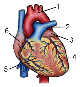 Illustration of heart