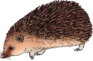 Illustration of hedgehog