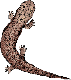 Illustration of hellbender
