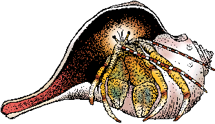 Illustration of hermit crab