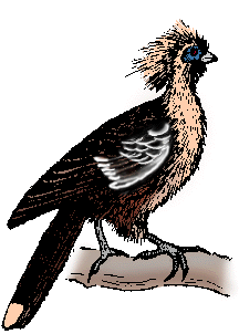 Illustration of hoatzin