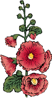 Illustration of hollyhock